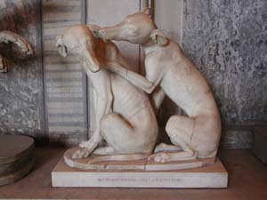 Greyhounds playing